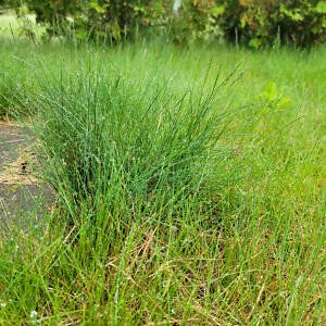 Solacity Eco-Lawn